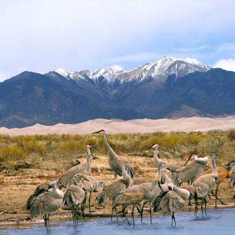 A flock of sandhill cranes in the foreground, with flat lands and sand dunes in the midground and snowcapped mountains in the distance beneath a cloudy sky, Great Sand Dunes National Park and Preserve
