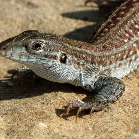 A close up view of a lizard with brown and beige stripes and beige spots on the brown stripes, Guadalupe Mountains National Park