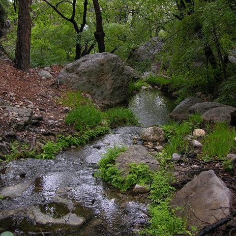 A frothy line of water with green vegetation, rocks, and trees on either side, Guadalupe Mountains National Park