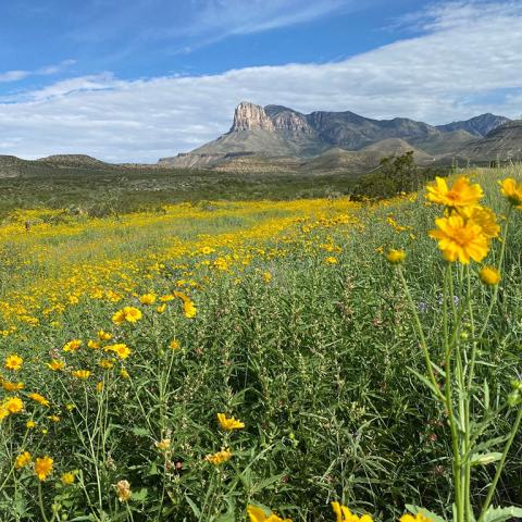 A close-up of a bright yellow wildflower, with a field of yellow flowers and El Capitan in the distant background, Guadalupe Mountains National Park