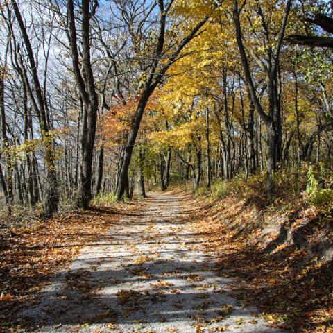 Trail through the woods with fall colors in Indiana Dunes National Park