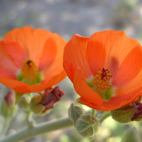 Two orange apricot globemallow wildflowers, Joshua Tree National Park, California