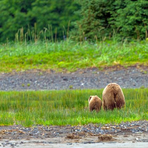 A rear end view of an Alaskan brown bear sow and her cub as they wander back into the forest at Lake Clark National Park and Preserve