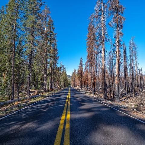 A leading line of park road disappearing into the distance, bordered by green trees and vegetation on one side, and the charred remains of trees on the other side from the Dixie Fire