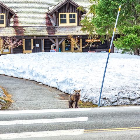 A little collared fox standing at the edge of the crosswalk in front of the National Park Inn at Mount Rainier National Park, Washington
