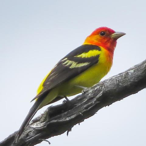 A close-up image of a bright, orange and yellow western tanager perched on a tree limb, Mount Rushmore National Memorial