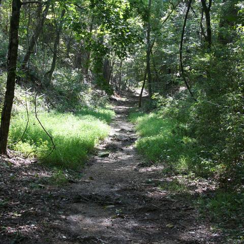 A dirt and rock trail through lush green forest along the Rocky Springs section of the Natchez Trace National Scenic Trail