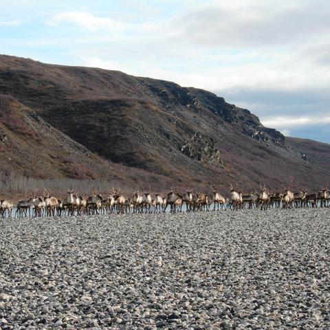 A large group of caribou with mountains in the background, Noatak National Preserve