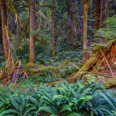 A view of the interior of the forest in the Sol Duc Valley, with lush green ferns on the forest floor in Olympic National Park, Washington