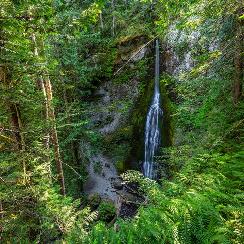 Marymere falls surrounded by bright green ferns and vegetation at Olympic National Park in Washington state