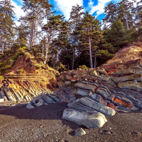 Tilted rock beds below a stand of trees on Beach 4 in Olympic National Park