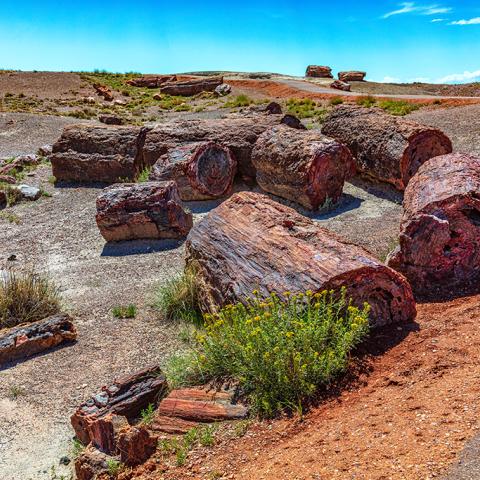 The sillhouette of a person walking along the paved Crystal Forest Trail, lined with colorful chunks of silicified wood in Petrified Forest National Park, Arizona