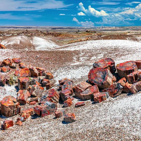 Brightly-colored petrified log sections seen along the Crystal Forest Trail in Petrified Forest National Park