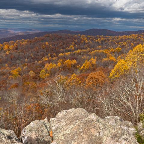 Bright gold, yellow, and orange fall foliage photographed from an overlook at Shenandoah National Park