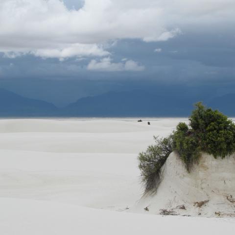 A white gypsum sand plant pedestal topped by skunkbush sumac with a white sand landscape and blue mountains and clouds in the distance, White Sands National Park