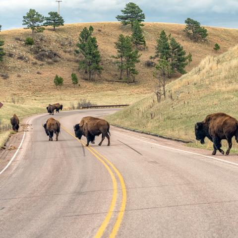 Several bison crossing U.S. Highway 385 that runs through Wind Cave National Park in South Dakota