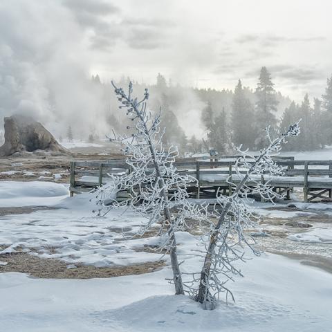 A frosty, steaming winter landscape around Giant Geyser at Upper Geyser Basin in Yellowstone National Park