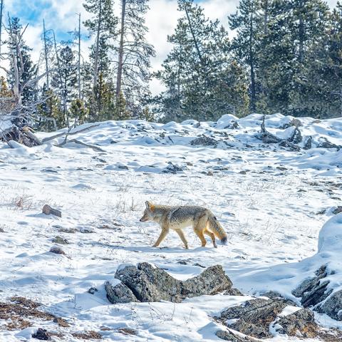 A lone coyote walking in the snow paralleling a boardwalk at Upper Geyser Basin in Yellowstone National Park