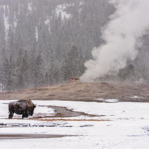 A side view of a lone bison standing in a snowstorm beside a steaming Old Faithful geyser at Upper Geyser Basin in Yellowstone National Park