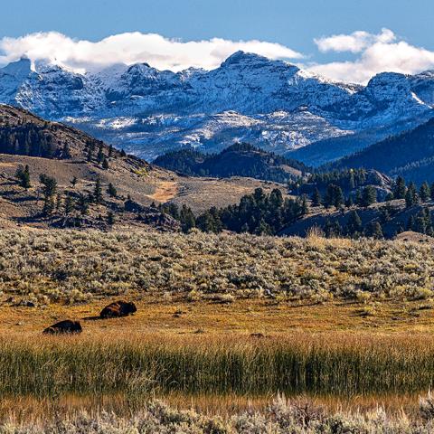 A few bison sunning themselves in the golden grass, with rugged mountains in the background and puffy clouds in the sky, Yellowstone National Park