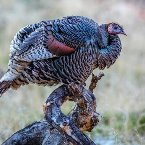 A profile view of a colorful wild turkey perched on a stump in Zion National Park