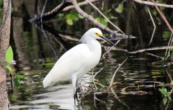 A cousin to the Great egret are the Snowy egrets that also show up in Big Cypress/Kirby Adams