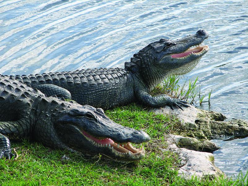 Alligators are on the top of many visitor's "must see" lists. They are typically seen during winter months in large numbers at the HP Williams Wildlife Viewing Platform and at the Oasis Visitor Center/NPS, Jan Shirey