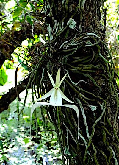 Big Cypress is home to three dozen varieties of orchard, including the ghost orchid, one of the rarest in the world/NPS