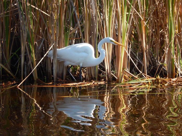 Great egret, Big Cypress National Preserve/NPS