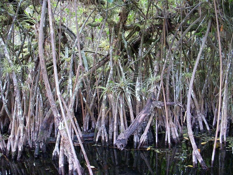 Leatherleaf airplants find a shoulder to perch on in the roots of red mangroves/NPS