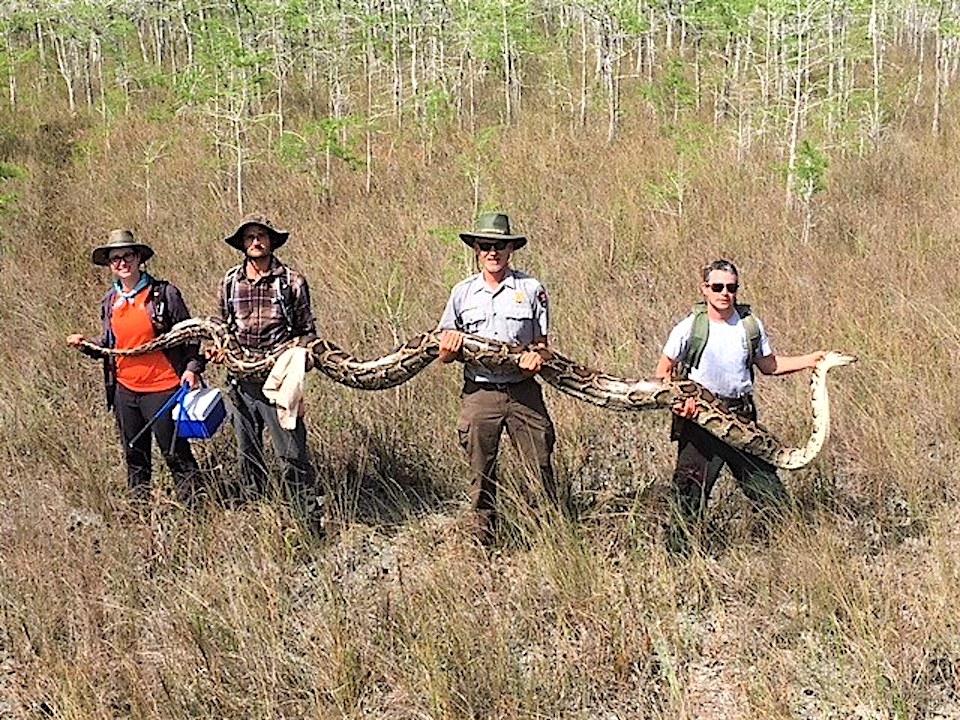 Invasive Burmese pythons threaten the ecological integrity of Big Cypress and Everglades National Park/NPS