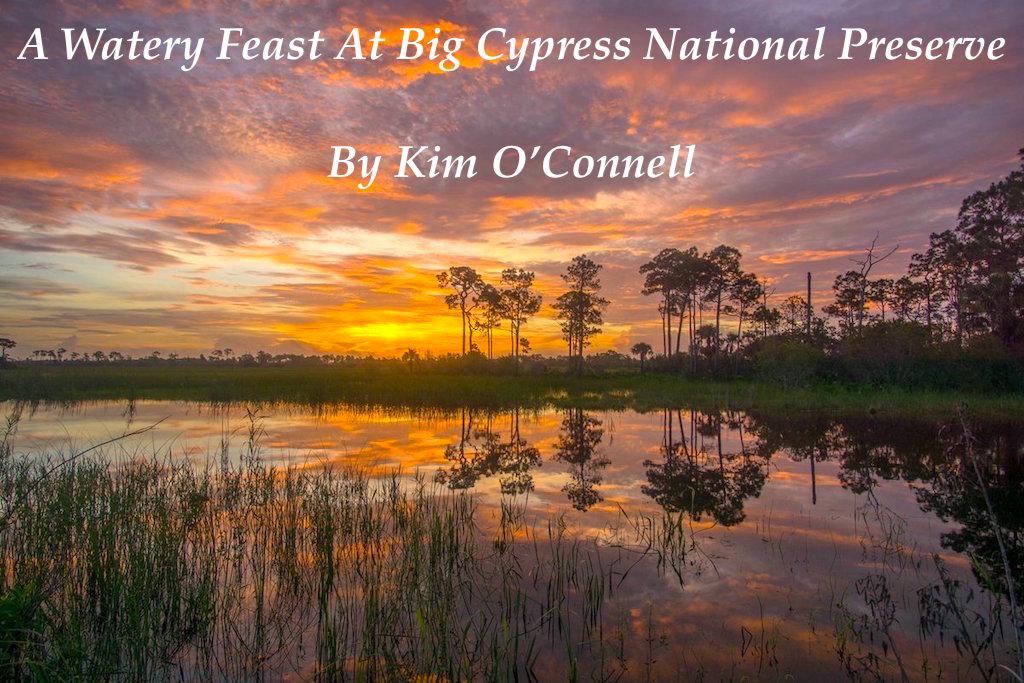 Big Cypress National Preserve offers up a watery feast to park travelers/NPS file