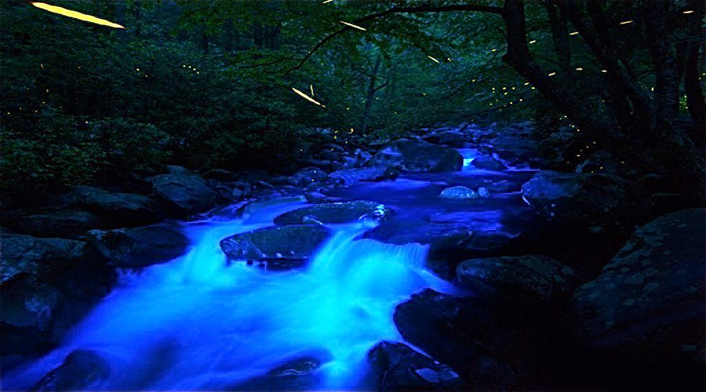 Fireflies in Great Smoky Mountains National Park