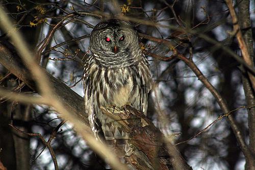 Barred Owl by William Calder.