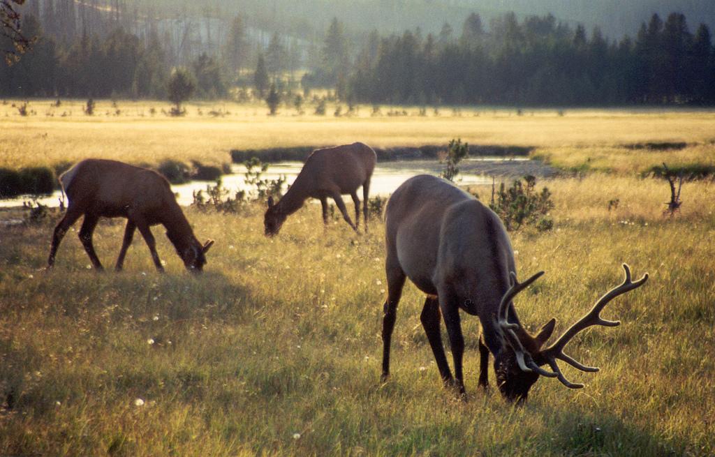 Elk in Yellowstone; CaptPiper photo via Flickr