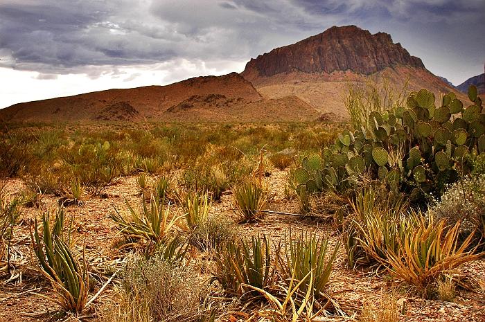 Mountains and Cacti in Big Bend; 'DanielJames' via Flickr