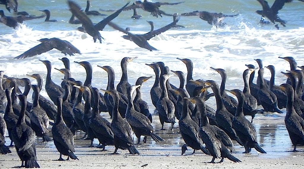 Cormorants at Cape Lookout National Seashore