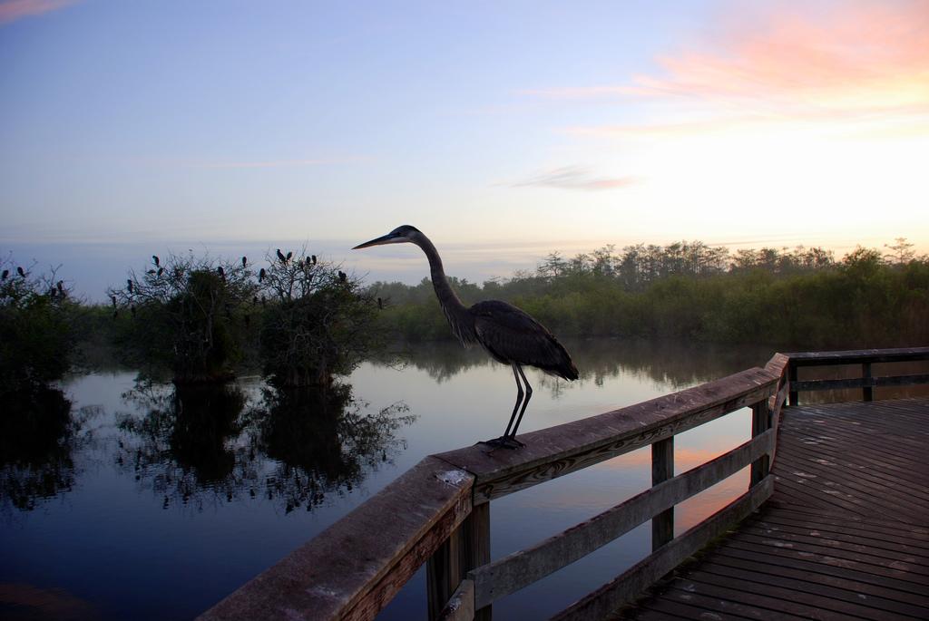 Great Blue Heron At Dawn; James Good Photographer