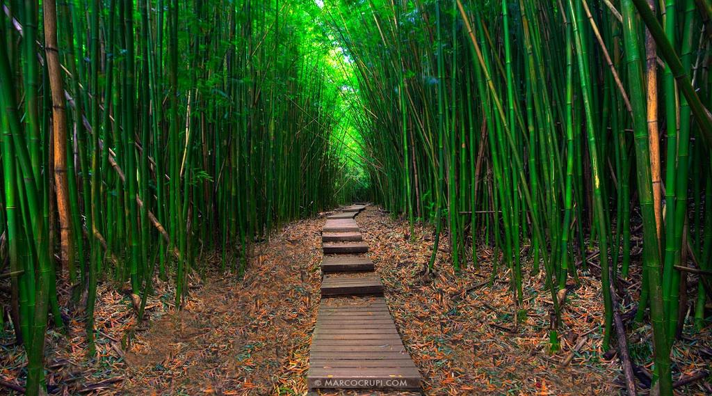 Bamboo Tunnel, copyright Marco Crupi