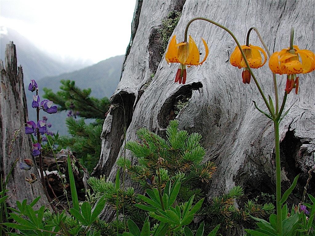 Tiger Lilies on the High Divide in Olympic National Park; Jeremy Sullivan photo.