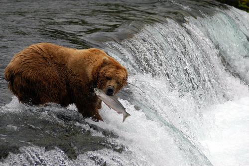 Brook Falls Bear; RangerRoy Photo