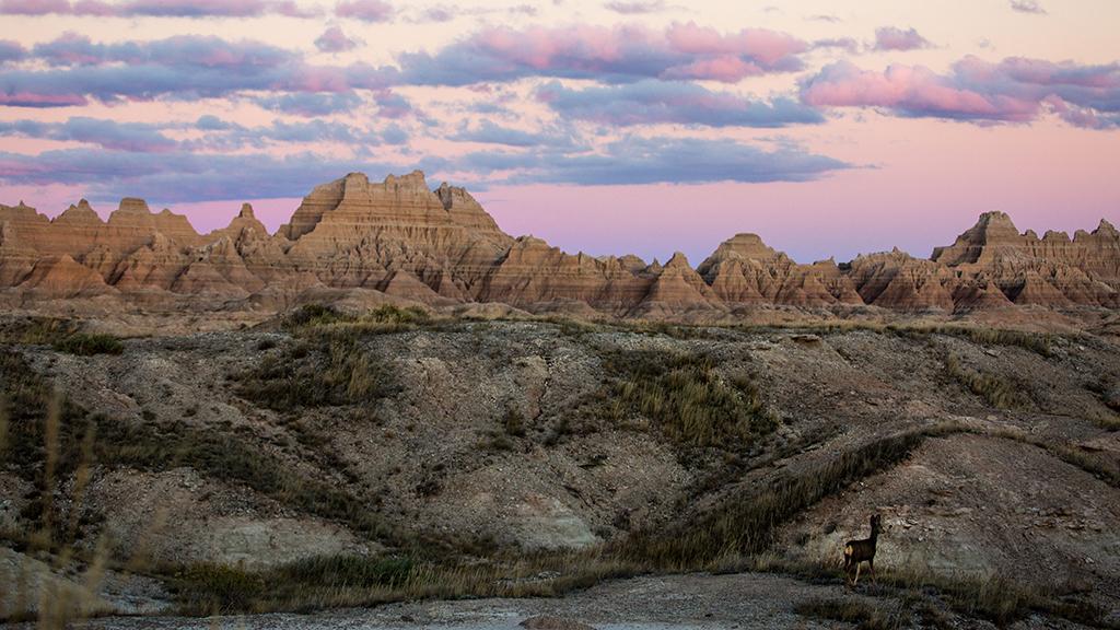 South Dakota's Badlands National Park in October, with a pink and purple sky overhead and a little deer surveying the scene
