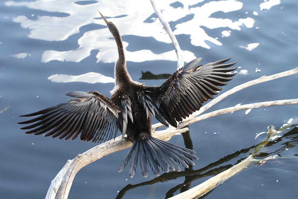 An American Anhinga with its wings outstretched in the sunlight, Big Cypress National Preserve in Florida