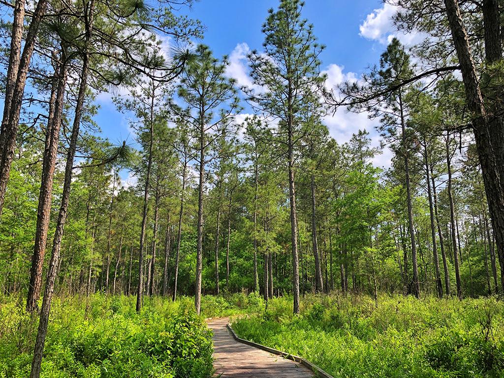 A wooden boardwalk winds through a field of ferns beneath tall pine trees and a blue, partially cloudy sky at Big Thicket National Preserve