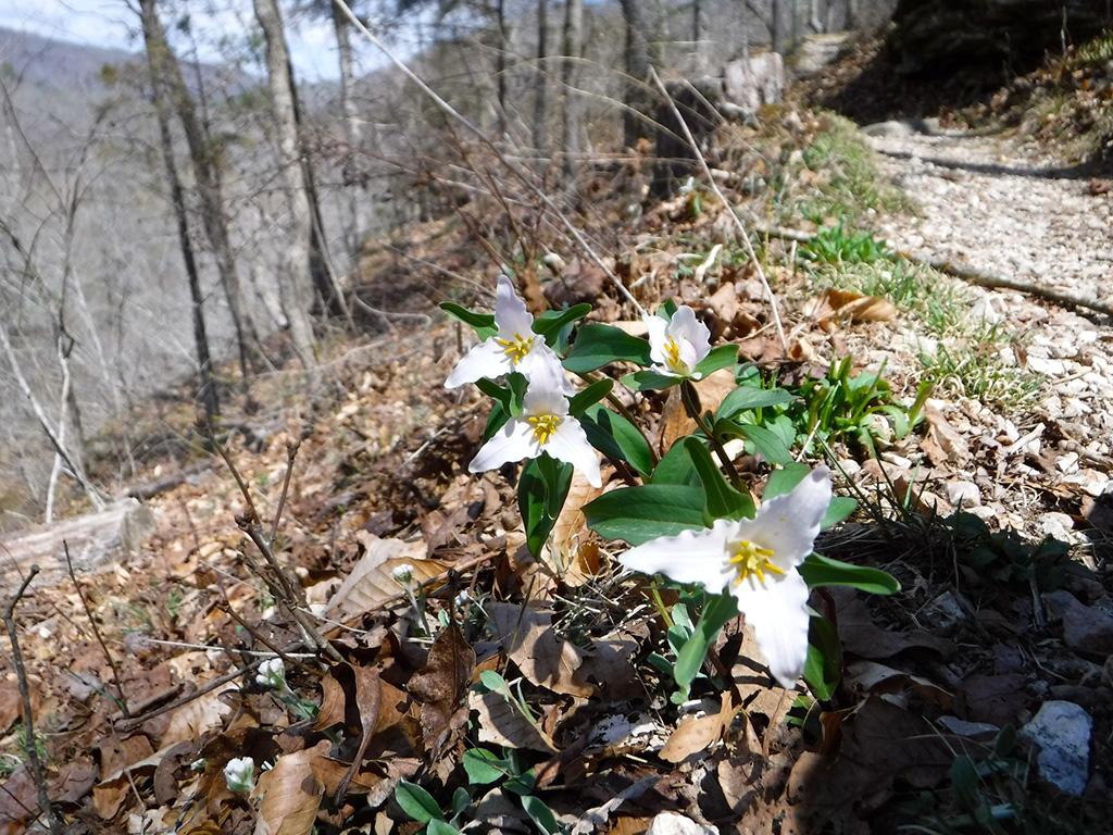 Four endemic white wildflowers with three triangular petals bloom along the Buffalo River Trail in the springtime, Buffalo National River.