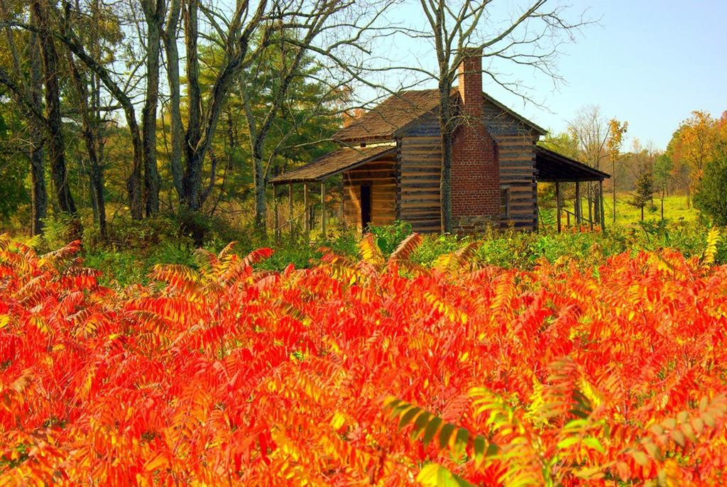 Brightly colored autumn leaves on sumac bushes surround a rustic cabin at Cowpens National Battlefield.