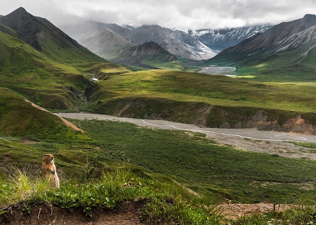 a small ground squirrel standing on its hind legs, with dramatic green and brown mountains in the distance behind it in Denali National Park and Preserve