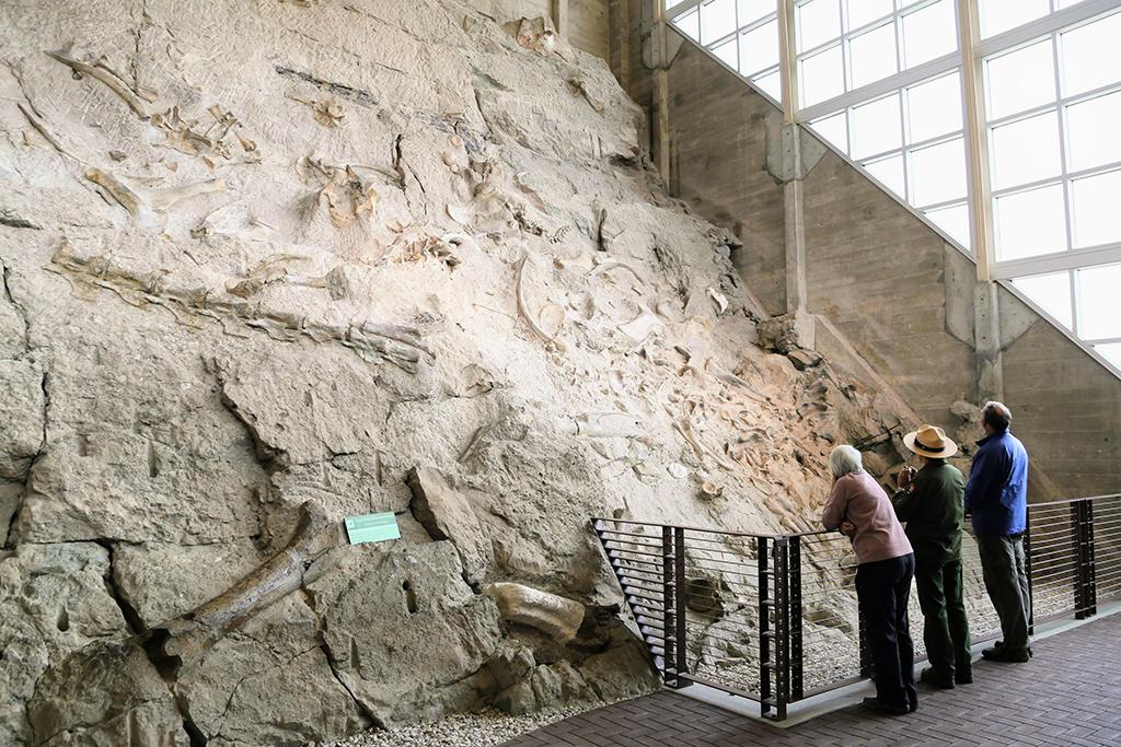 People looking at large dinosaur fossil bones embedded in rock inside the Quarry Exhibit Hall at Dinosaur National Monument