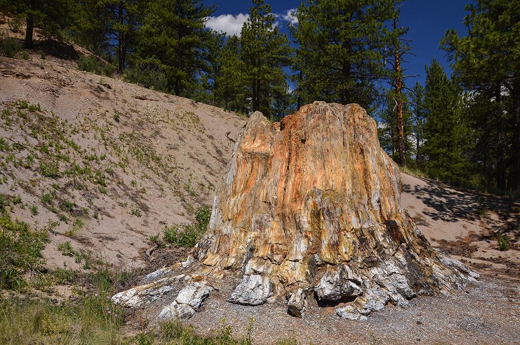 a petrified redwood tree stump at Florissant Fossil Beds National Monument, in Colorado