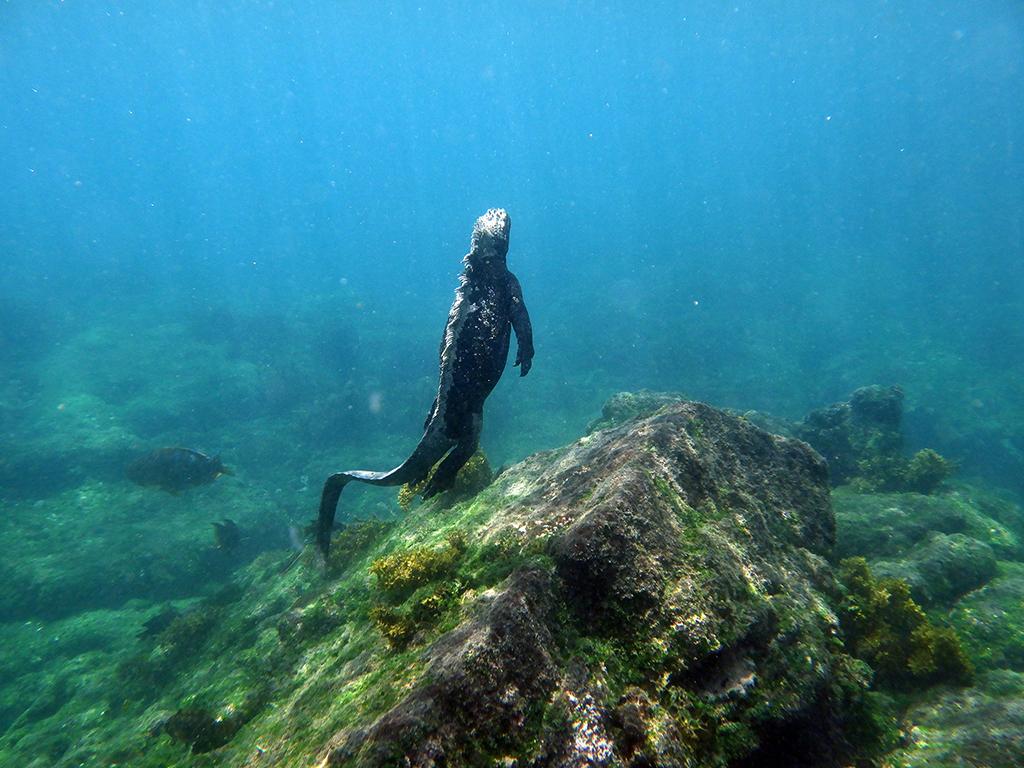 A marine iguana surfacing through blue ocean water at Galapagos National Park